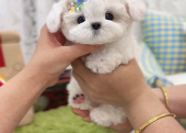 Maltese Terrier Kore Kanı Yavrularımız